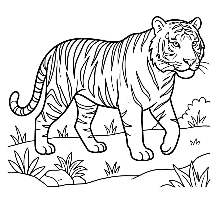 Gewone Tijger