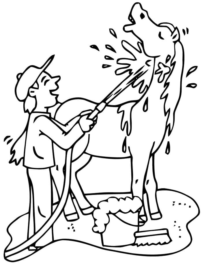Gratis Paard Afbeelding