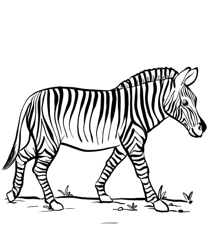 Gratis Printbare Zebra