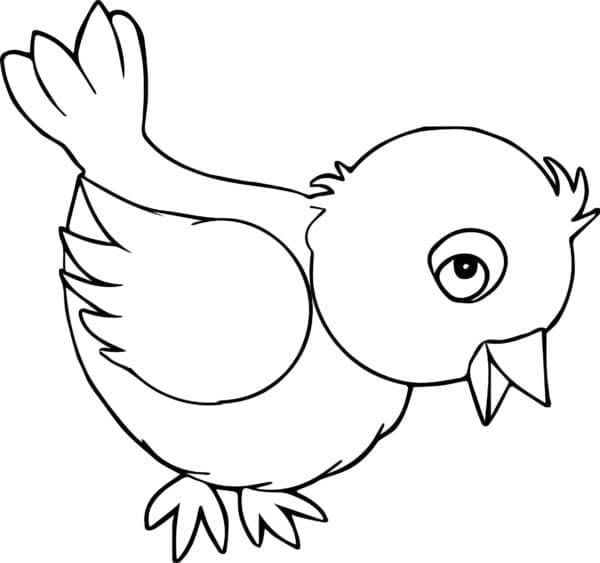 Gratis Vogel Afbeelding