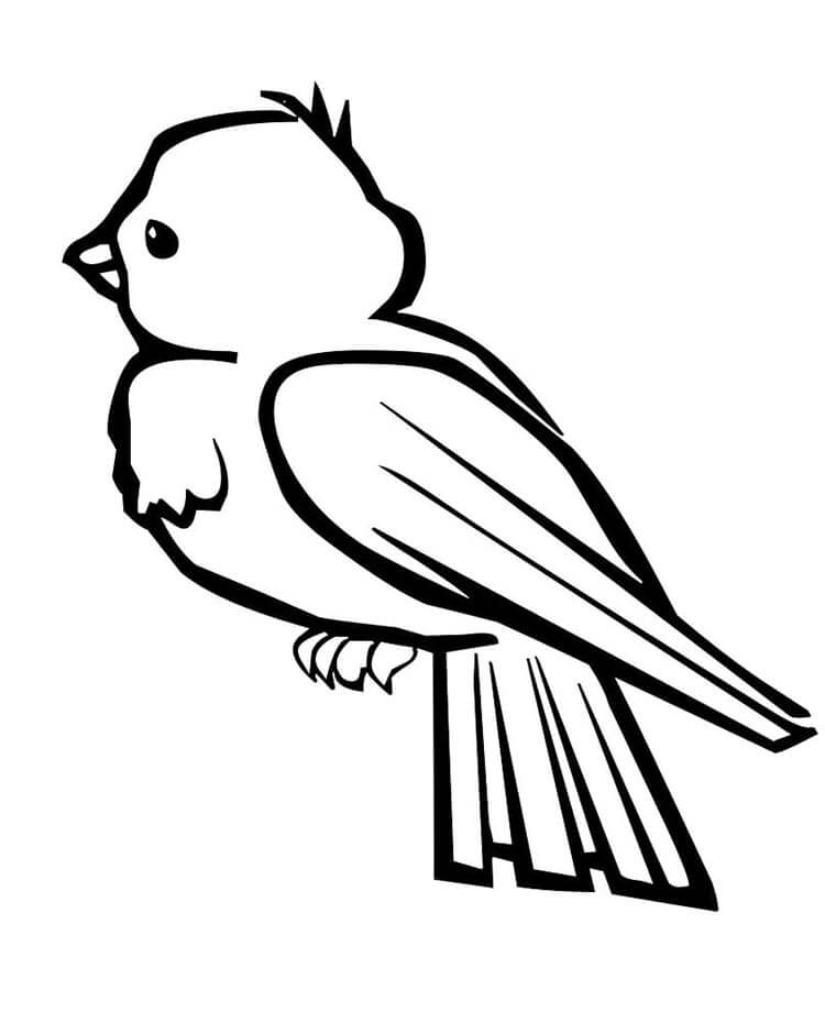 Gratis Vogel voor Jonge Kinderen