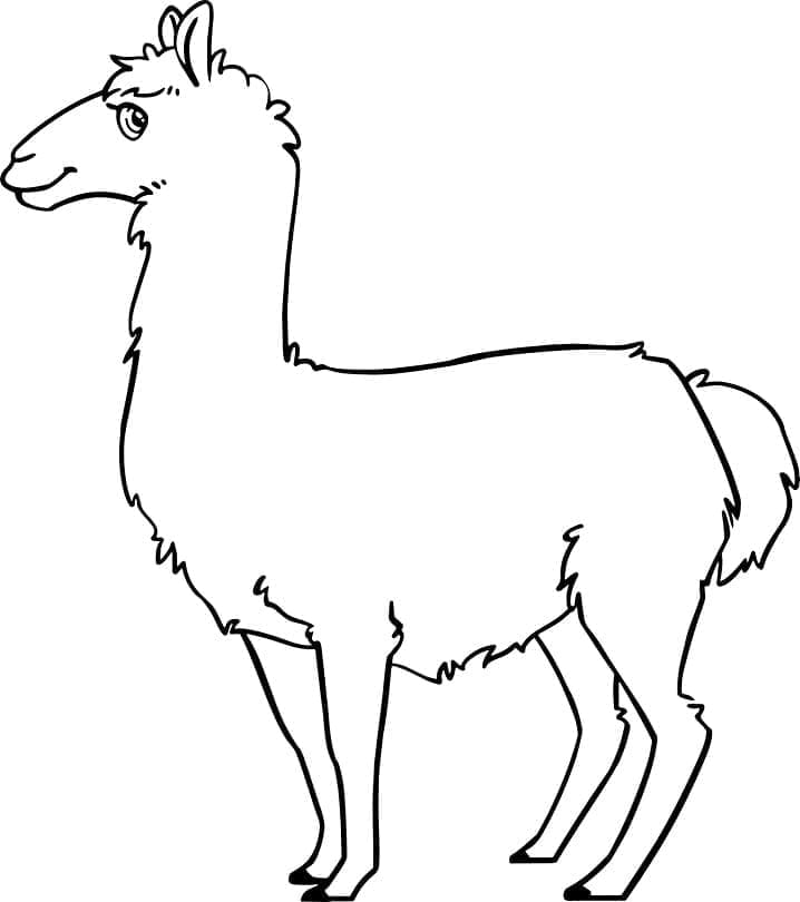 Gratis afbeelding van een lama