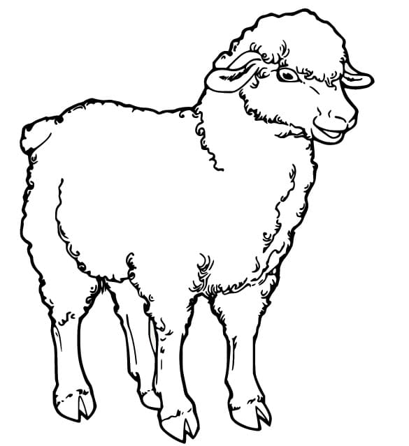 Gratis schaap afbeelding
