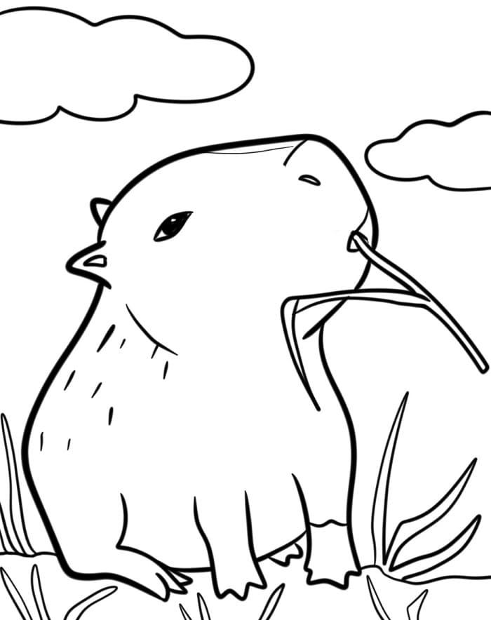 Mooie Capibara