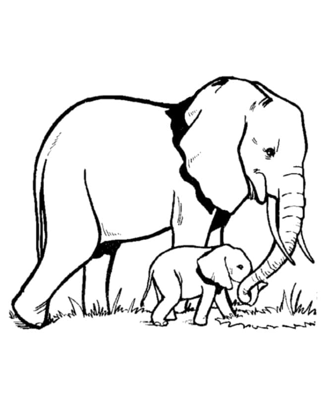 Printbare Olifant Afbeelding