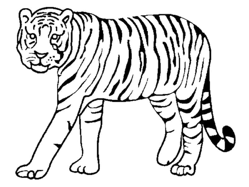Tijger om af te Drukken