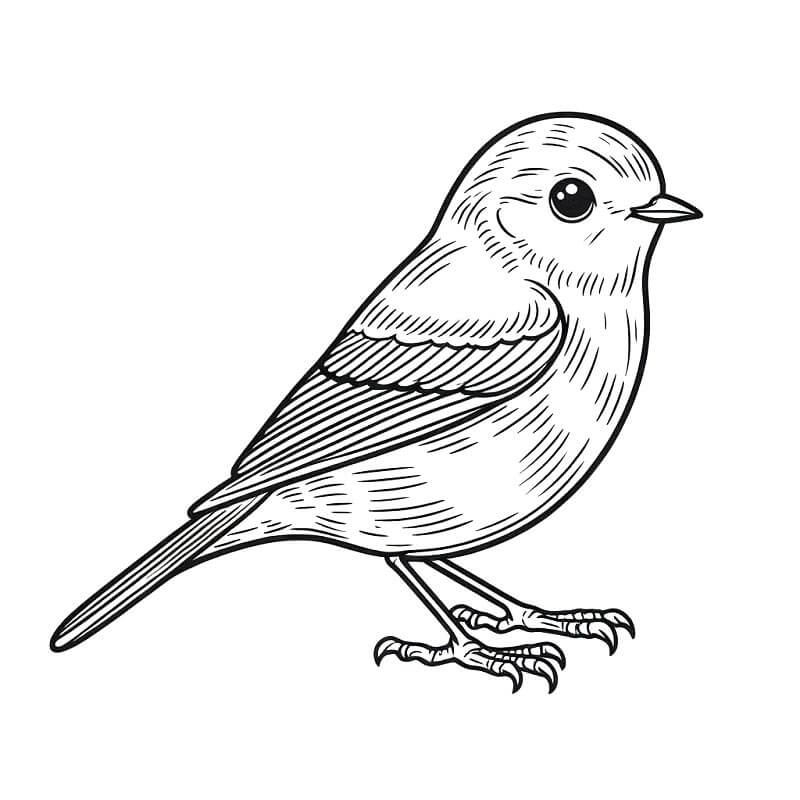 Vogel voor Kinderen van 1 Jaar