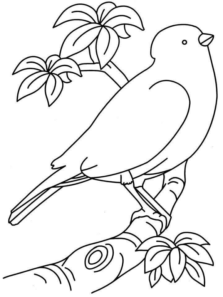 Vogel voor Kinderen van 2 Jaar