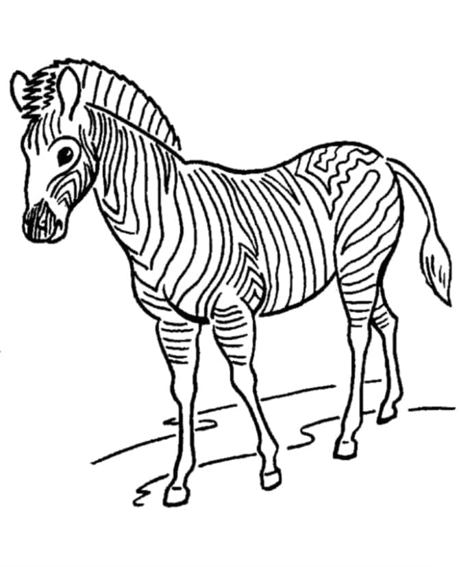 Zebra voor Kinderen