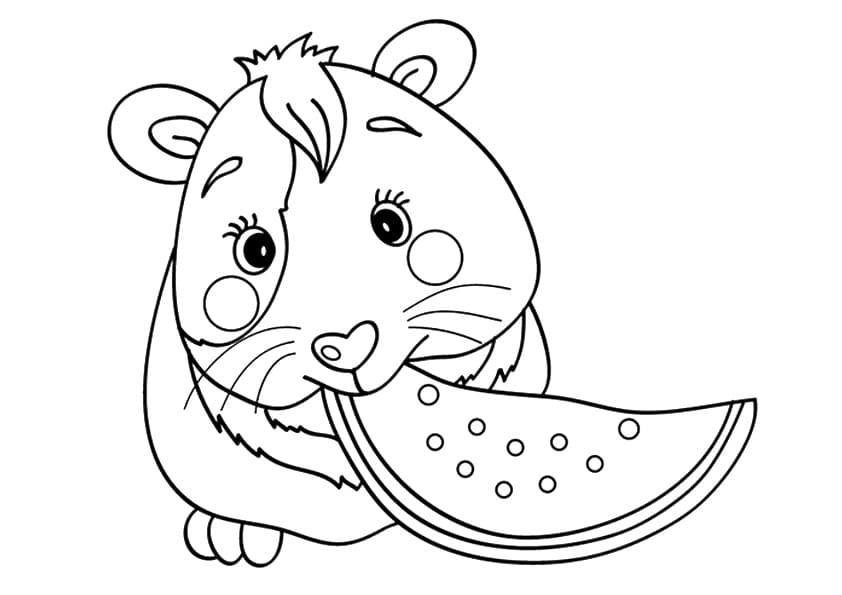 Cavia eet watermeloen