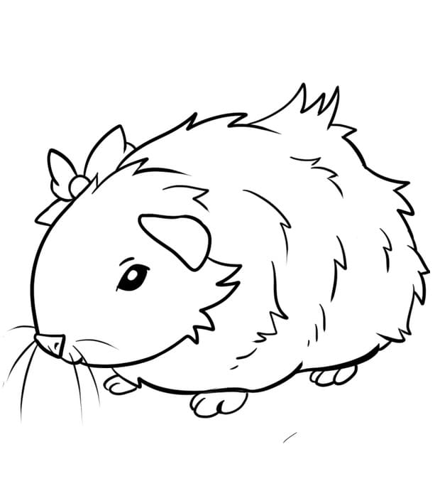Cavia gratis