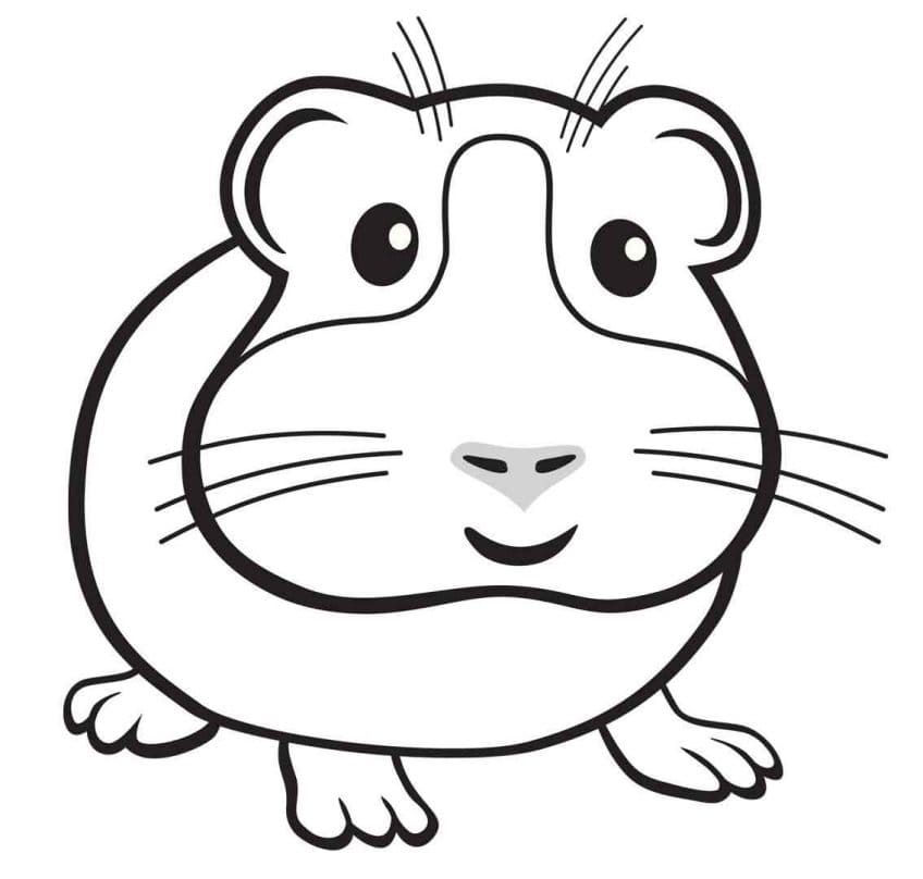 Cavia kosteloos