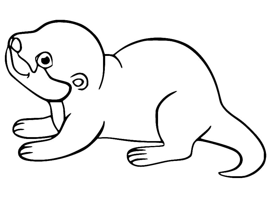 Een baby-otter