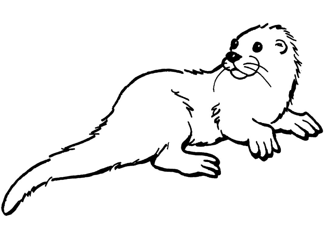 Een normale otter