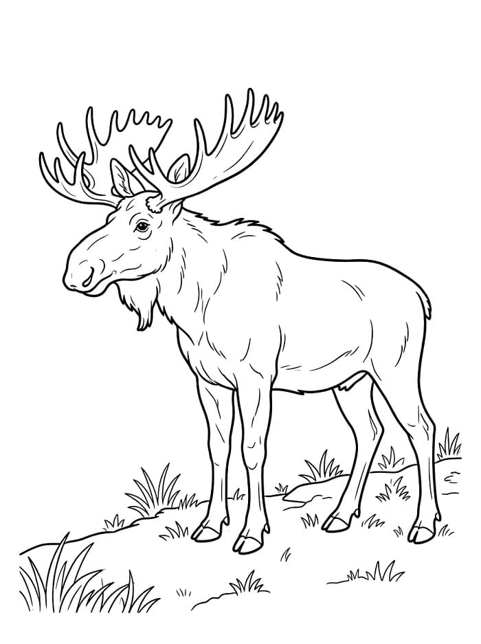 Een realistische eland