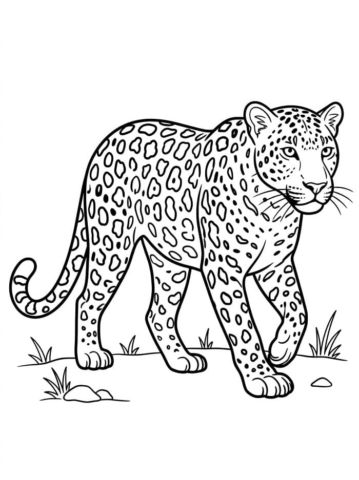 Gewone luipaard