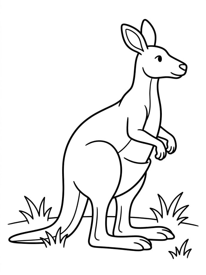 Kangoeroe dier