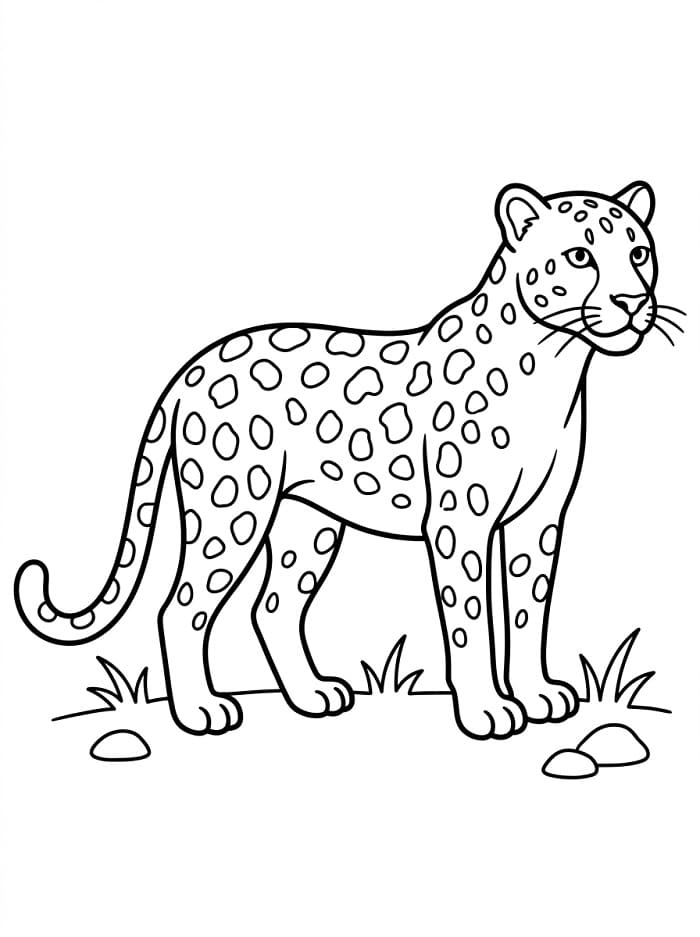 Luipaard
