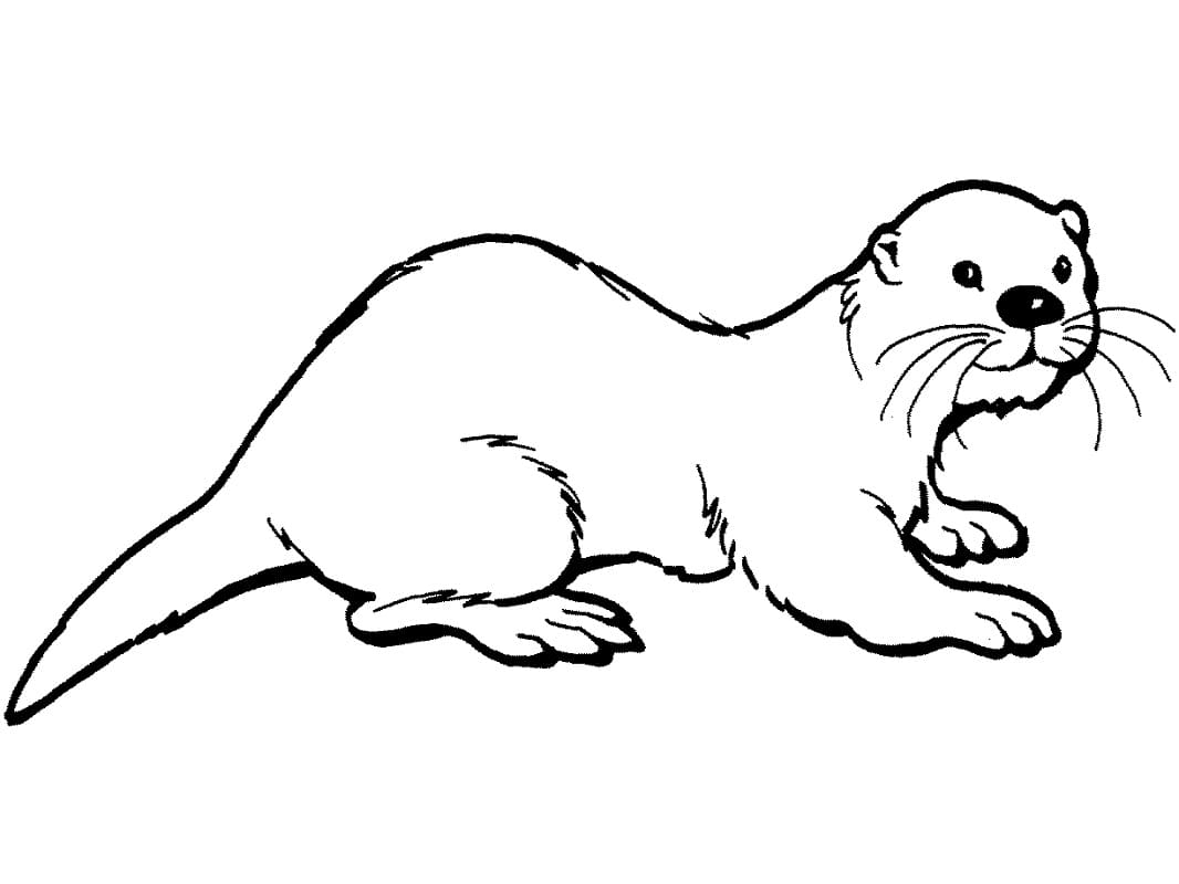 Normale otter