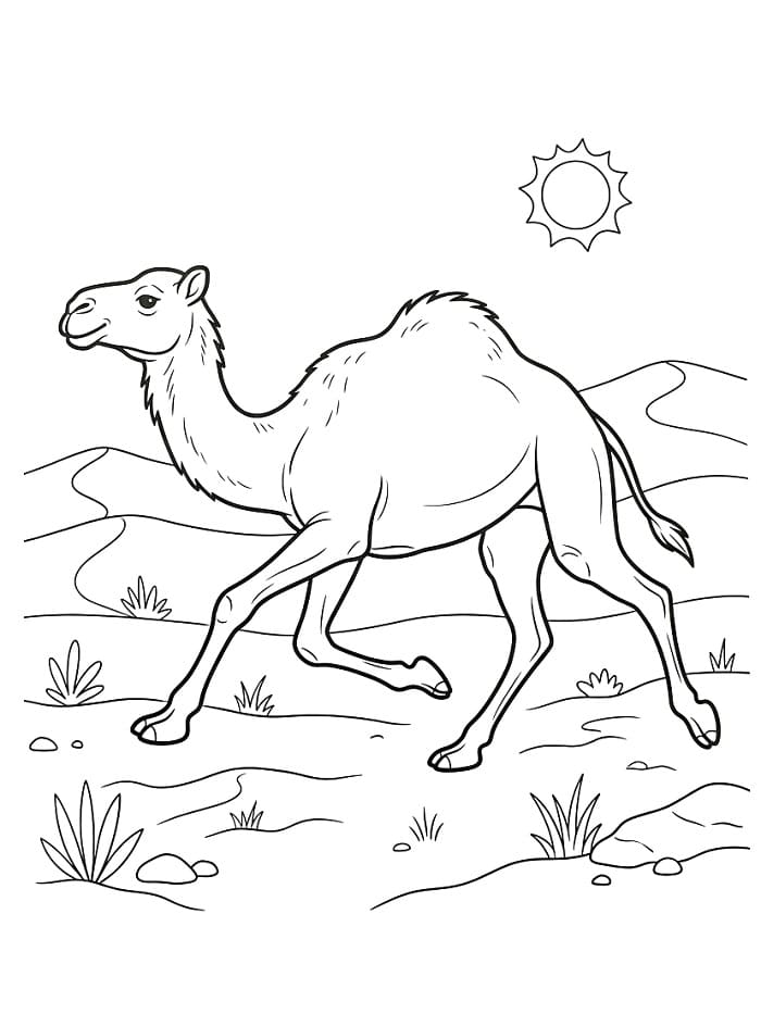 Rennende kameel